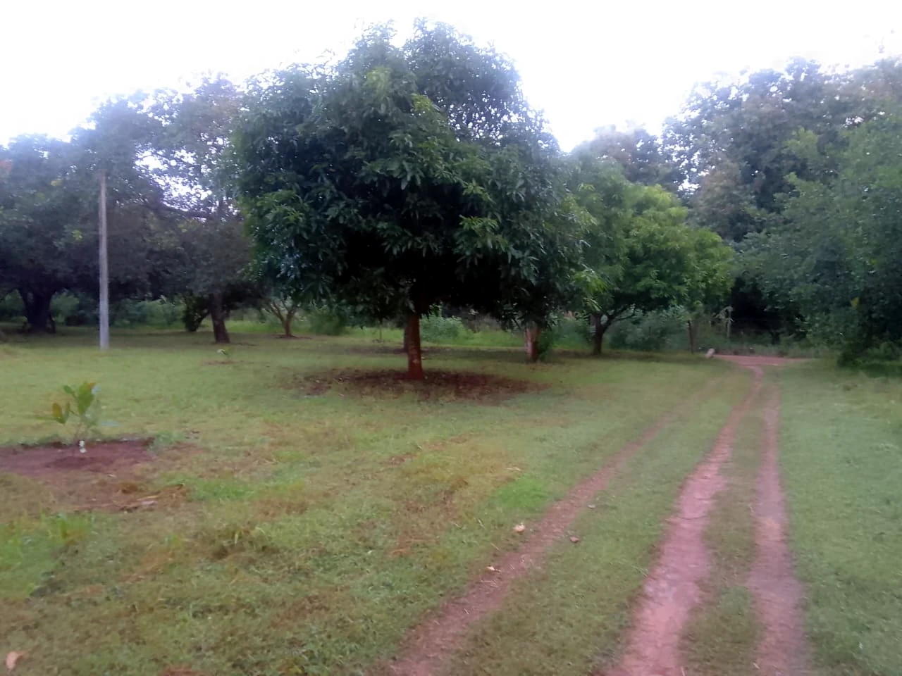 cashew farm yard